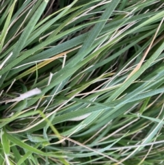 Nassella neesiana (Chilean Needlegrass) at Hackett, ACT - 11 Sep 2022 by waltraud