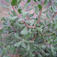 Persoonia rigida (Hairy Geebung) at Molonglo Valley, ACT - 10 Sep 2022 by MatthewFrawley