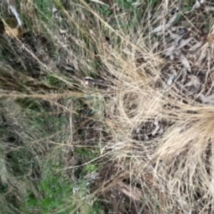 Austrostipa scabra at Hackett, ACT - 11 Sep 2022