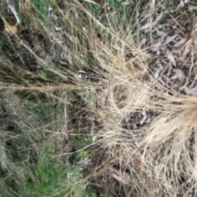 Austrostipa scabra (Corkscrew Grass, Slender Speargrass) at Hackett, ACT - 11 Sep 2022 by waltraud