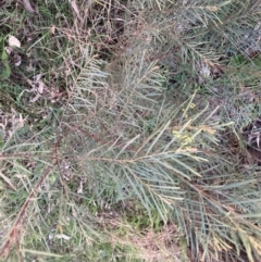 Acacia boormanii (Snowy River Wattle) at Hackett, ACT - 11 Sep 2022 by waltraud
