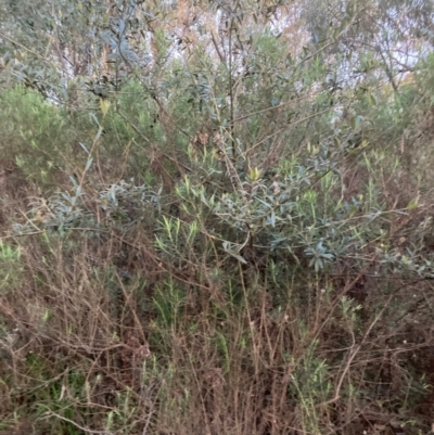 Olea europaea subsp. cuspidata (African Olive) at Hackett, ACT - 11 Sep 2022 by waltraud