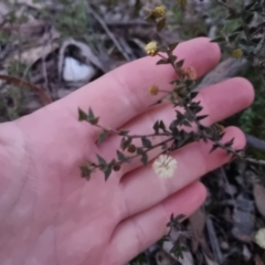 Acacia gunnii (Ploughshare Wattle) at Bungendore, NSW - 11 Sep 2022 by clarehoneydove