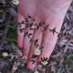 Acacia gunnii at Bungendore, NSW - 11 Sep 2022