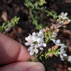 Westringia rigida (Stiff Westringia, Stiff Western Rosemary) at Mount Hope, NSW - 4 Sep 2022 by Darcy