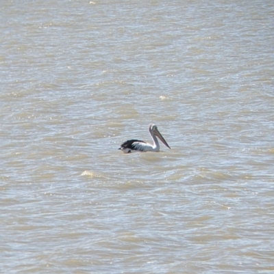 Pelecanus conspicillatus (Australian Pelican) at Lake Cargelligo, NSW - 4 Sep 2022 by Darcy