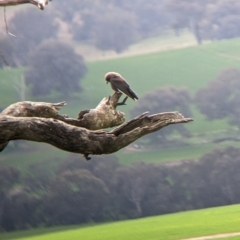 Artamus cyanopterus (Dusky Woodswallow) at Holbrook, NSW - 11 Sep 2022 by Darcy