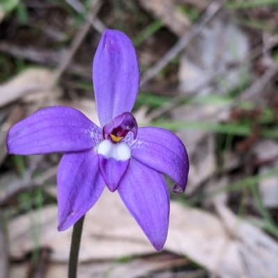 Glossodia major (Wax Lip Orchid) at Holbrook, NSW - 11 Sep 2022 by Darcy