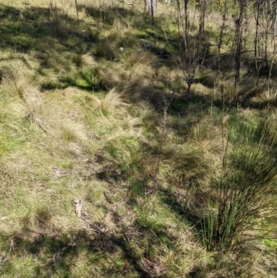 Nassella trichotoma (Serrated Tussock) at Hackett, ACT - 11 Sep 2022 by abread111