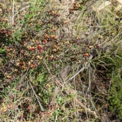 Daviesia genistifolia (Broom Bitter Pea) at Hackett, ACT - 11 Sep 2022 by abread111