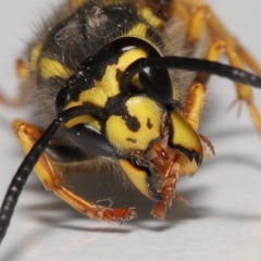 Vespula germanica (German Yellowjacket Wasp (also known as European Wasp)) at Evatt, ACT - 10 Sep 2022 by TimL