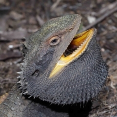 Pogona barbata (Eastern Bearded Dragon) at ANBG - 11 Sep 2022 by TimL