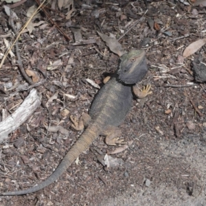 Pogona barbata at Acton, ACT - 11 Sep 2022