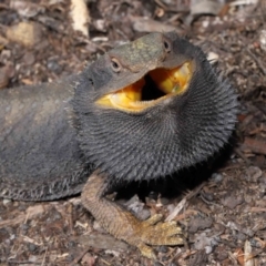 Pogona barbata at Acton, ACT - 11 Sep 2022