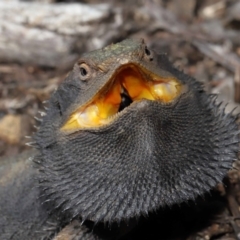 Pogona barbata at Acton, ACT - 11 Sep 2022