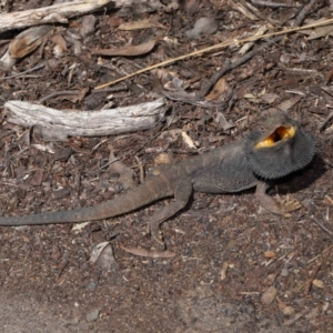 Pogona barbata at Acton, ACT - 11 Sep 2022