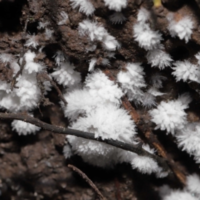 Chromelosporium/Ostracoderma sp. at ANBG - 10 Sep 2022 by TimL