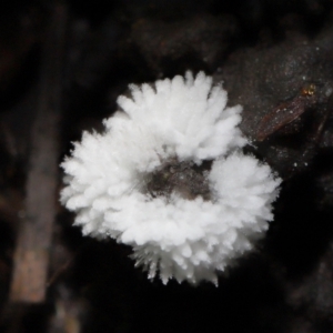 Chromelosporium/Ostracoderma sp. at Acton, ACT - 11 Sep 2022