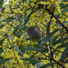 Acanthiza pusilla (Brown Thornbill) at Molonglo Valley, ACT - 10 Sep 2022 by MatthewFrawley