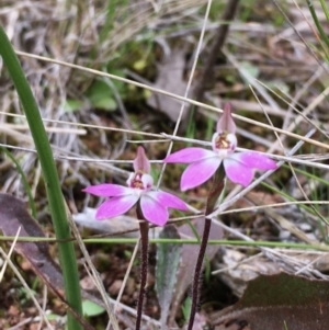 Caladenia fuscata at Hall, ACT - suppressed