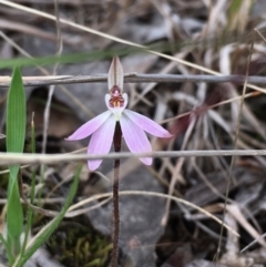 Caladenia fuscata at Hall, ACT - suppressed