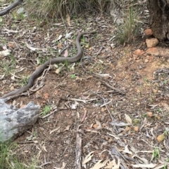 Pseudonaja textilis (Eastern Brown Snake) at Hall, ACT - 12 Sep 2022 by strigo