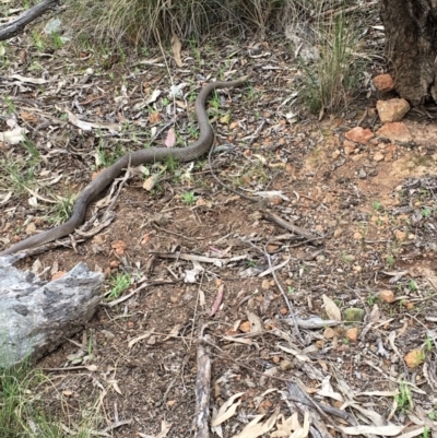 Pseudonaja textilis (Eastern Brown Snake) at Hall, ACT - 12 Sep 2022 by strigo