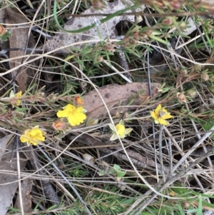 Hibbertia calycina at Hall, ACT - 12 Sep 2022