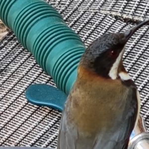 Acanthorhynchus tenuirostris at Isaacs, ACT - 12 Sep 2022