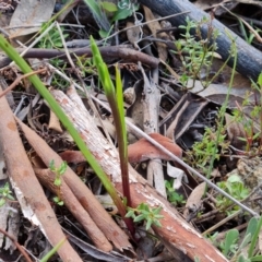 Diuris sp. (A Donkey Orchid) at Wanniassa Hill - 12 Sep 2022 by Mike