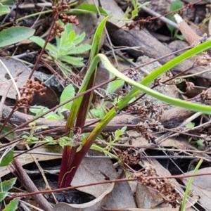 Diuris sp. at Jerrabomberra, ACT - 12 Sep 2022