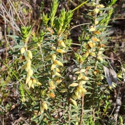 Melichrus urceolatus (Urn Heath) at Wanniassa Hill - 12 Sep 2022 by Mike