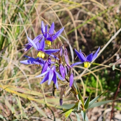 Stypandra glauca (Nodding Blue Lily) at Wanniassa Hill - 12 Sep 2022 by Mike