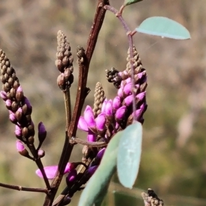 Indigofera australis subsp. australis at Jerrabomberra, ACT - 12 Sep 2022 02:42 PM