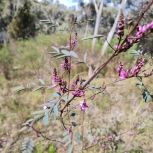 Indigofera australis subsp. australis at Jerrabomberra, ACT - 12 Sep 2022 02:42 PM