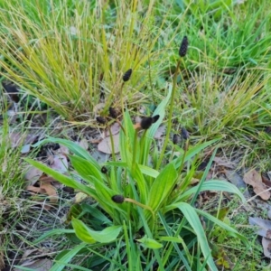 Plantago lanceolata at Isaacs, ACT - 12 Sep 2022 04:07 PM