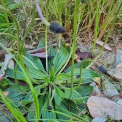 Plantago lanceolata at Isaacs, ACT - 12 Sep 2022 04:07 PM