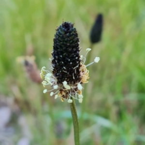 Plantago lanceolata at Isaacs, ACT - 12 Sep 2022