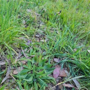 Plantago lanceolata at Isaacs, ACT - 12 Sep 2022