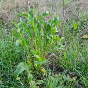 Rumex crispus at Isaacs, ACT - 12 Sep 2022