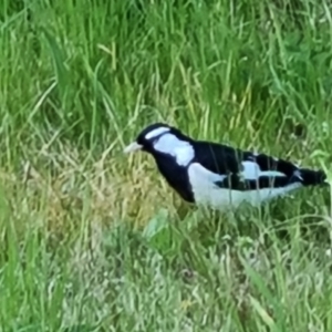 Grallina cyanoleuca at Isaacs, ACT - 12 Sep 2022