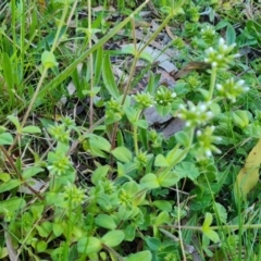 Stellaria media (Common Chickweed) at Isaacs, ACT - 12 Sep 2022 by Mike