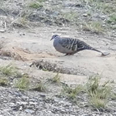 Phaps chalcoptera (Common Bronzewing) at Isaacs, ACT - 12 Sep 2022 by Mike