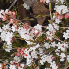 Leucopogon virgatus (Common Beard-heath) at Gundaroo, NSW - 12 Sep 2022 by Gunyijan