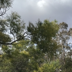 Acacia decurrens at O'Malley, ACT - 18 Aug 2022 12:09 PM