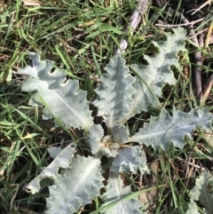 Onopordum acanthium (Scotch Thistle) at O'Malley, ACT - 18 Aug 2022 by Tapirlord