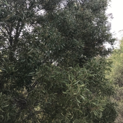 Acacia melanoxylon (Blackwood) at O'Malley, ACT - 18 Aug 2022 by Tapirlord