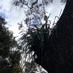 Lomandra longifolia (Spiny-headed Mat-rush, Honey Reed) at O'Malley, ACT - 18 Aug 2022 by Tapirlord