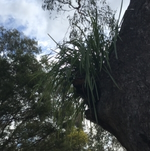 Lomandra longifolia at O'Malley, ACT - 18 Aug 2022 12:07 PM