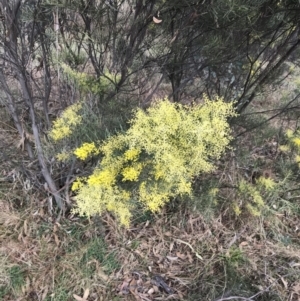 Acacia boormanii at O'Malley, ACT - 18 Aug 2022 12:06 PM